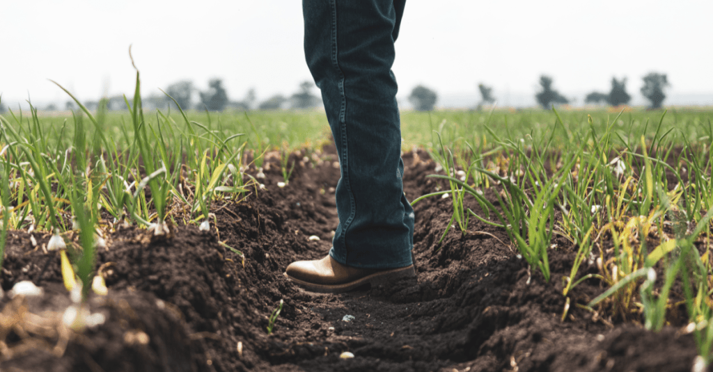 TCD productos agrarios